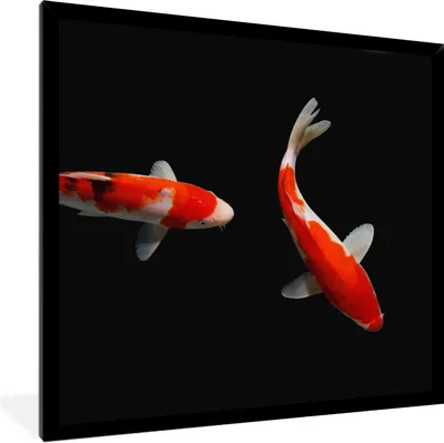 Produktbild von MuchoWow® Gerahmtes Poster Zwei bunte Koi-Karpfen auf schwarzem Hintergrund 40x40 cm - Poster mit Schwarzem Bilderrahmen Wandposter Rahmen Foto Bilder - Mit Rahmen - Wanddekoration Schlafzimmer