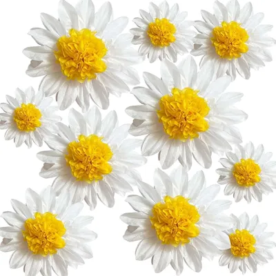 Gänseblümchen-Dekoration, 10 Papierblumen 8–12 Zoll