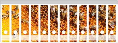 Produktbild von Wallario Ordnerrücken Sticker, selbstklebend für breite Ordner, 12 Stück, Motiv Honigwaben mit Bienen
