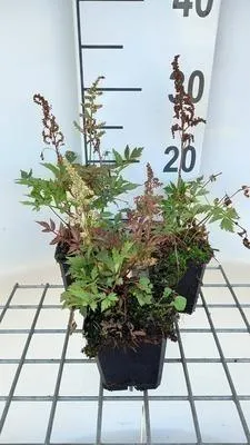Zdjęcie produktu dla 6 x Astilbe (a) 'Irrlicht' - spirea okazała - doniczka 9 x 9 cm