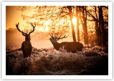 Produktbild von Poster - Poster ohne Rahmen - Deer Heidekraut Tier - 100x70 cm - Wand Bild - Wanddeko - Wandbilder - Kunstposter - Wandposter - Bilder - Kunstdruck - Wanddekoration - Wandbild - P2XAA100x70-3043