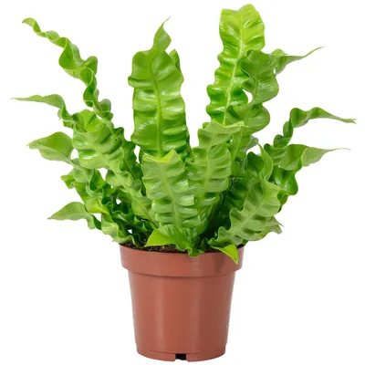 Produktbild von Nestfarn - pflegeleichte Zimmerpflanze, Asplenium nidus 'Crispy Wave' - Höhe ca. 25 cm, Topf-Ø 12 cm