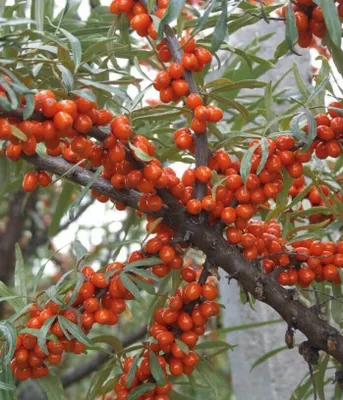 Zdjęcie produktu dla Rokitnik Aromatnaja żeński 2L