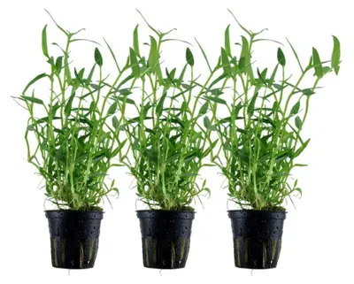 Produktbild von Aquarium Pflanze 3 Stück Murdannia keisak Bambus Wasserpflanze Tropica Nr.135 Set