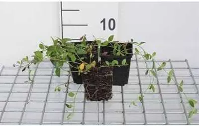 Zdjęcie produktu dla 12 x Vinca minor 'Gertrude Jekyll' - Mała zimozielona 'Gertrude Jekyll' - Doniczka 9 cm x 9 cm