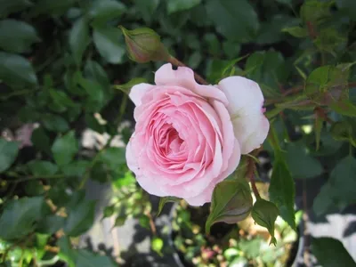 Produktbild von Rosa Larissa ® - Kleinstrauchrose Larissa ® - Kordes Rose - ADR Rose
