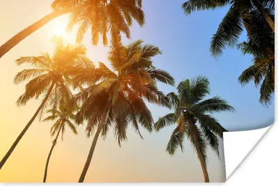 Produktbild von MuchoWow® Poster Palme - Sonne - Sommer - Tropisch 90x60 cm - Schlafzimmer
