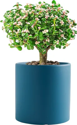 Obrázek produktu pro Keramické květináče pro pokojové rostliny, jednobarevné květináče s drenážním otvorem (tmavě modré, 11 cm)
