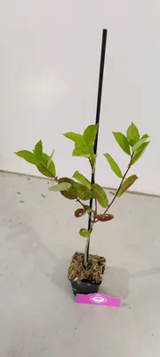 Produktbild von Set mit 4 schwarzen Aroniabeeren – Aronia prunifolia „Nero“ – Höhe 25 cm – 9 cm Topf
