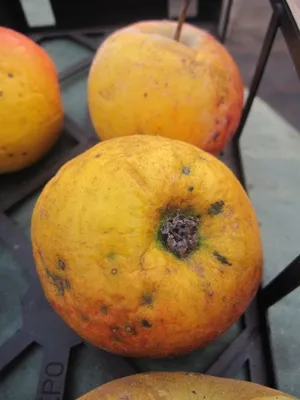 Produktbild von Malus Osterkamps Renette - Winterapfel Osterkamps Renette - Apfelbaum
