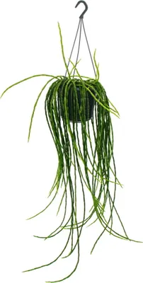 Zdjęcie produktu dla Urban Jungle Elegance - Nowoczesny kaktusowy sygnalizator swietlny o wspanialej strukturze lisci - Rhipsalis paradoxa - 15 cm