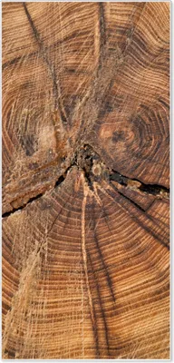 Produktbild von Stahl Magnettafel Hochformat 78x37cm Jahresringe