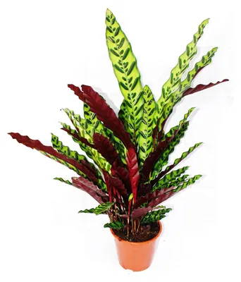 Obrázok produktu pre Tienistá rastlina XXL s nezvyčajným vzorom na listoch – Calathea lancifolia – kvetináč 17 cm – výška cca 60–70 cm