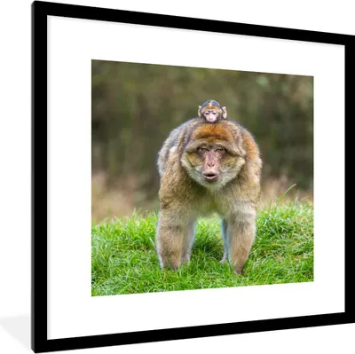 Produktbild von MuchoWow® MuchoWow® Gerahmtes Poster Tier - Affe - Baby 40x40 cm - Poster mit zchwarzem Bilderrahmen - Poster - Plakat im Rahmen