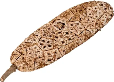 Produktbild von Korkfrucht flach, Länge ca. 20–30 cm, handgemacht aus Mahagoni Kernen