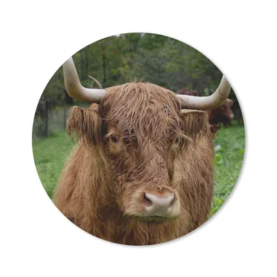 Produktbild von MuchoWow® Mauspad Mousepad Schottische Highlander - Tiere - Gras 20x20 cm - Mousepads - Maus Mat - Pad - Mausunterlage - Schreibtischmatte