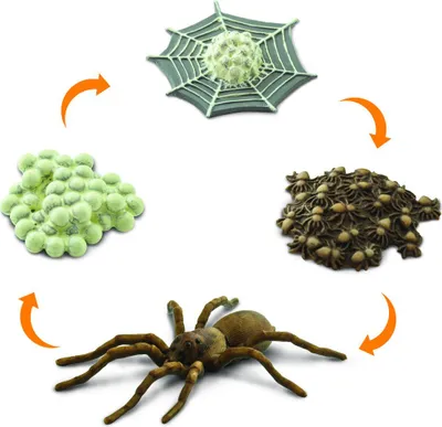 Produktbild von Safari 100406 - Spielfiguren-Set, Lebenszyklus Spinne 2,5cm