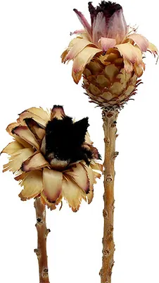 Produktbild von Nerifolia Bud 25 St – Deko Trockenblume für Trauerfloristik, 25 Stück