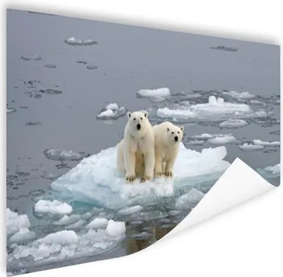 Produktbild von MuchoWow® Poster Eisbär - Wasser - Winter 180x120 cm - Fotoplakat