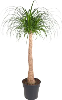 Zdjęcie produktu dla Beaucarnea Stam - 130 cm - Ø32