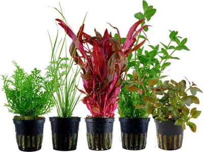 Produktbild von Pflanzen Set mit 5 Hintergrund Topf Aquarium Wasserpflanzen AquaOne Nr.209