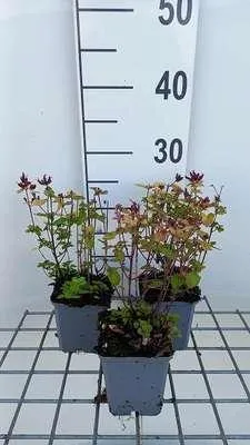 Immagine prodotto di 6 x Origanum vulg. 'Thumble's Variety' - Origano - vaso 9 x 9 cm