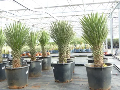 Produktbild von Yucca Palme Filifera, 90 cm, Stamm 20 - 30 cm Tambasi Yucca, winterhart -13 Grad
