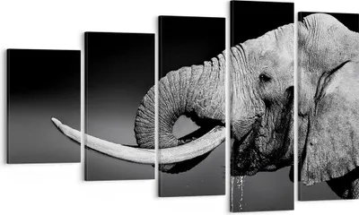 Produktbild von Bild auf Leinwand - Leinwandbild - Elefant Stoßzahn Natur - 100x60cm - Wand Bild - Wanddeko - Leinwanddruck - Bilder - Kunstdruck - Wanddekoration - Leinwand bilder - Wandkunst - EG100x60-3443