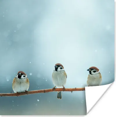 Produktbild von MuchoWow® Poster Vögel - Spatz - Schnee - Winter 75x75 cm - Wand Dekoration