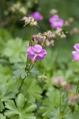 Produktbild von Geranium cantabrigiense 'Karmina', Storchschnabel, rosa, 2 Liter Container