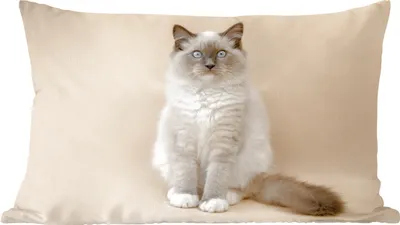 Produktbild von MuchoWow® Zierkissen Sofakissen Wohnzimmer Dekokissen 50x30 cm Katze - Siamese - Porträt - Mädchen - Kinder - Jungen - Kinder - Wohnzimmerdekoration - Polster mit Photo