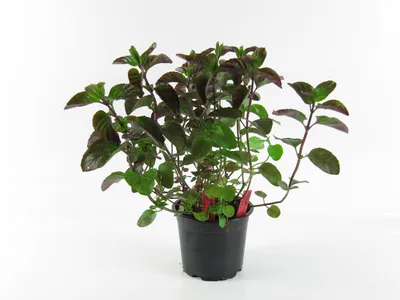 Produktbild von Enseleits Mandarinenminze (Mentha x piperita), Mandarinen Minze, Kräuter Pflanze