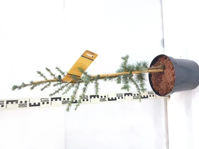 Produktbild von Cedrus libani 'Horstmann' 80–100 cm Libanonzeder immergrün winterhart veredelt