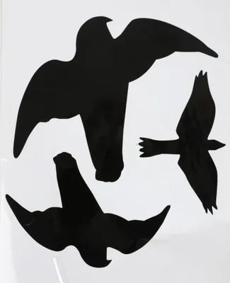 Produktbild von Vogelschutz Fensteraufkleber 3-teilig Greifvögel Wintergarten Fensterbild Fenstersticker