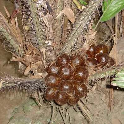 Obrázek produktu pro Salak (Salacca zalacca)  – 1 naklíčené semeno