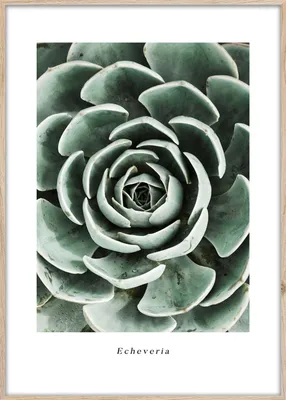 Obrázok produktu pre STYLER ARTBOX Obraz ECHEVERIA, 50x70 cm, zarámovaný, motív sukulentných rastlín, moderný dizajn, vhodný do obývačky alebo spálne, dekorácia, vyrobený z MDF