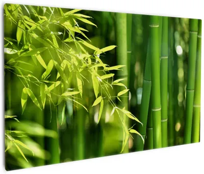 Produktbild von Wallario Premium Leinwandbild Bambuswald mit grünen Bambuspflanzen in Größe 60 x 90 cm