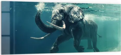 Produktbild von DEQORI Küchenrückwand Glas 125x50 cm 'Schwimmender Elefant' Spritzschutz Bad Rückwand