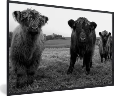 Produktbild von MuchoWow® Gerahmtes Poster Schottische Highlander - Kühe - Natur - Grün - Gras 90x60 cm - Poster mit Schwarzem Bilderrahmen Wandposter Rahmen Foto Bilder - Fotorahmen - Foto-Plakat