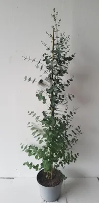 Produktbild von Eucalyptus gunii, Zylinder-Eukalyptus, Höhe inklusive Topf: 160-170 cm