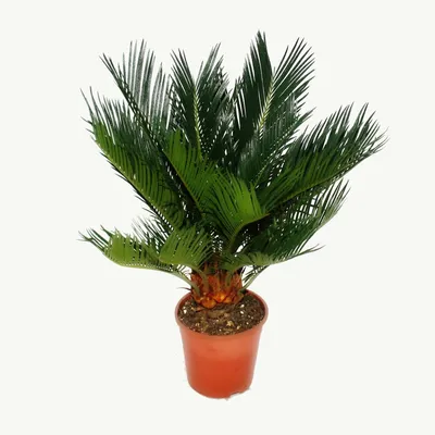 Produktbild von Cycas revoluta  - -  Japanische Palmenfarn mit Knolle – 12-cm-Topf