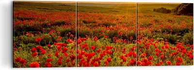 Produktbild von Bild auf Leinwand - Leinwandbild - Mohn Blume Wiese - 120x40cm - Wand Bild - Wanddeko - Wandbilder - Leinwanddruck - Bilder - Kunstdruck - Wanddekoration - Leinwand bilder - Wandkunst - CA120x40-3643