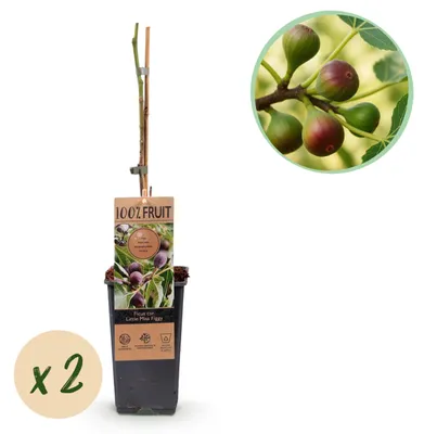Obrázok produktu pre Ficus carica "Little Miss Figgy" - Červenoplodná figovník - 15cm kvetináč - cca 50cm - Set s 2 rastlinami