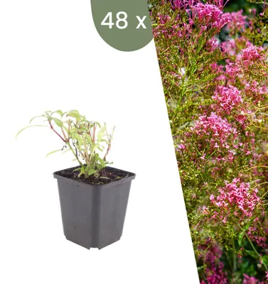 Produktbild von Plants by Frank | 48 Rote Spornblume Pflanzen | Centranthus Ruber 'Coccineus' | Stauden | Winterhart | Mehrjährig | Gartenpflanzen