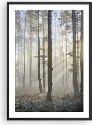 Produktbild von Gerahmtes Poster - Schwarzer Rahmen - Wald Baum Natur - 50x70 cm - Wand Bild - Wanddeko - Wandbilder - Kunstposter - Wandposter - Bilderrahmen - Bilder - Kunstdruck - Wandbild - P2BPA50x70-3749