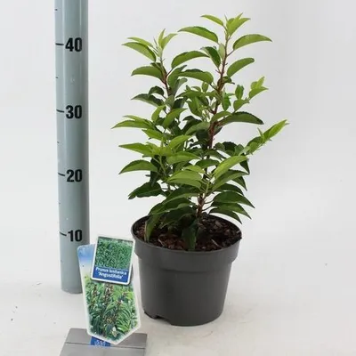 Obrázok produktu pre Prunus lus. 'Angustifolia'  – portugalská vavrínová čerešňa | 30–40 cm v črepníku
