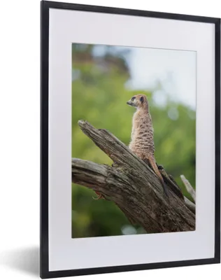 Produktbild von MuchoWow® MuchoWow® Gerahmtes Poster Erdmännchen - Ast - Baum 30x40 cm - Poster mit zchwarzem Bilderrahmen - Wandposter Schlafzimmer