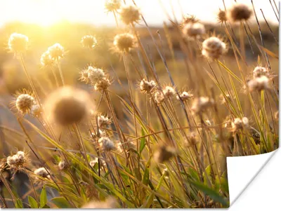 Produktbild von MuchoWow® Poster Pflanzen - Natur - Blumen - Sonne - Horizont 160x120 cm - Foto Plakat