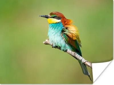 Produktbild von MuchoWow® Poster Vogel - Tiere - Bienenfresser 80x60 cm - Kunst für zu Hause