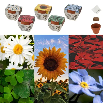Produktbild von Blumensamen 5er Set Mini-Tontöpfe Kokosquellpad Samen Brennende Liebe Margerite Sonnenblumen Glücksklee Vergissmeinnicht
